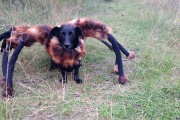 perro araña