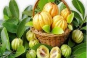 garcinia-cambogia