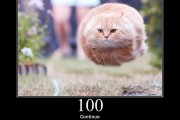 HTTP Staus Cats