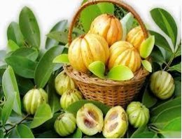 garcinia-cambogia